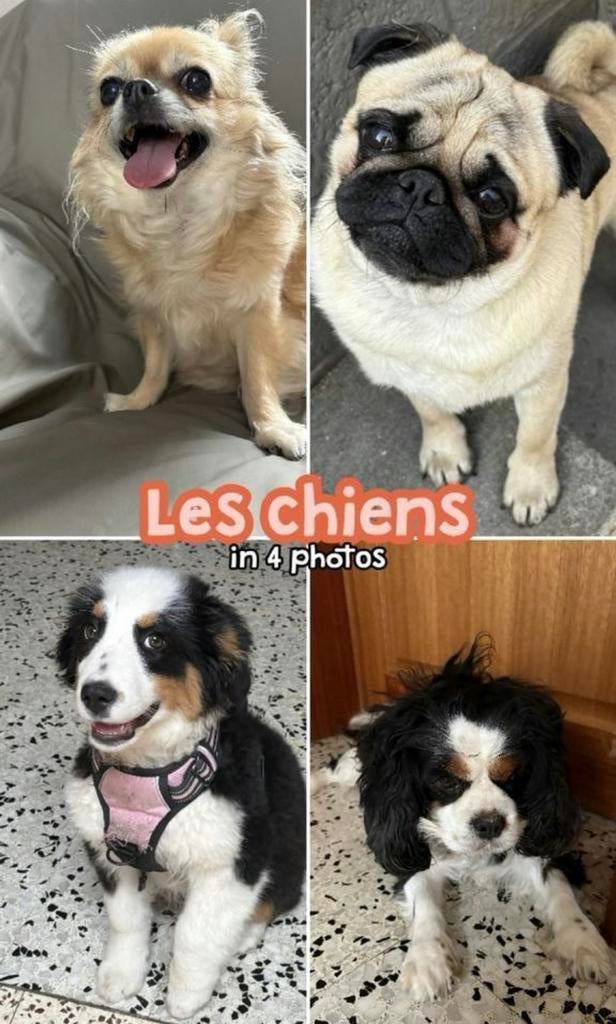 Je garde vos chiens et chats en famille pendant vos vacances, Enlèvement