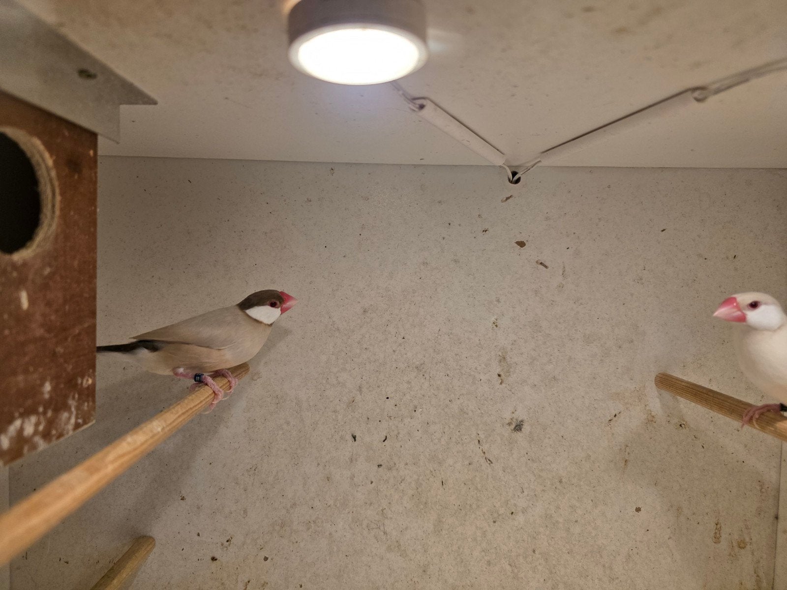 PADDA- RIJSTVOGELS, Dieren en Toebehoren