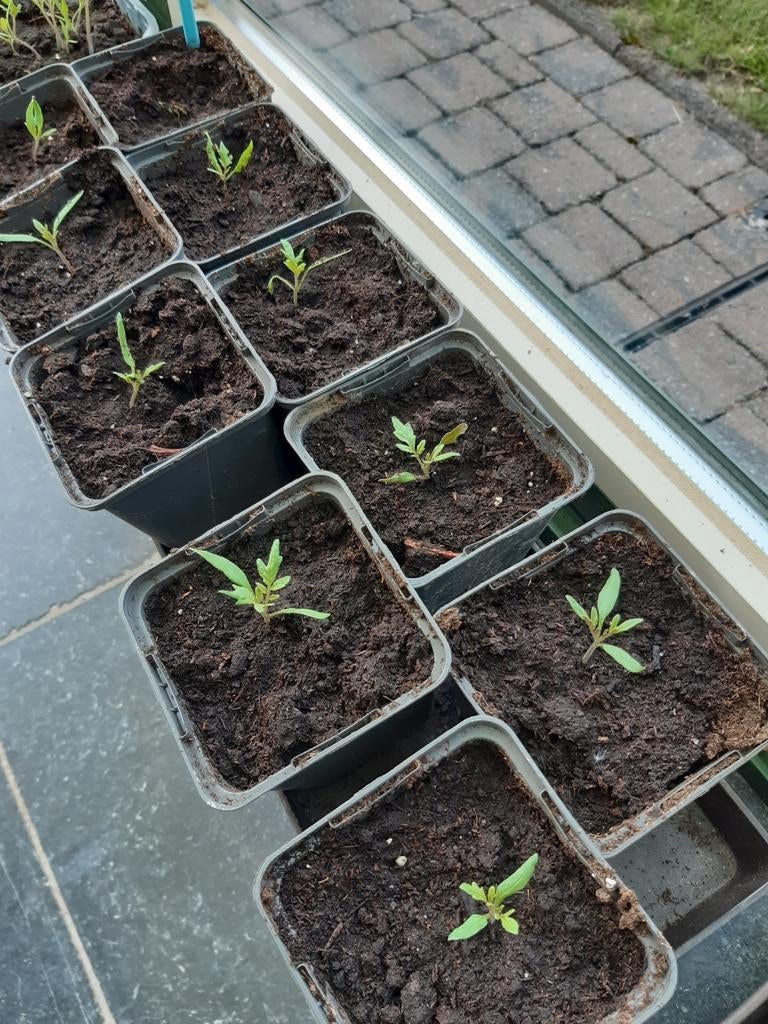 Plants de tomates cerises noires, Enlèvement