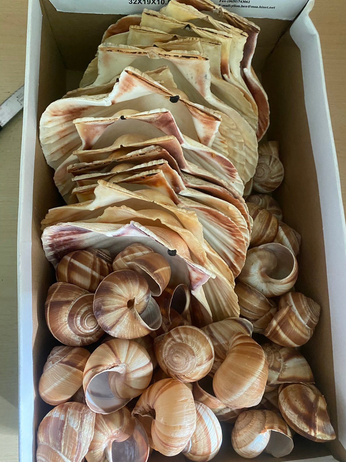 Coquilles d’escargots et d’huîtres vides, Maison & Meubles, Cuisine | Vaisselle, Enlèvement