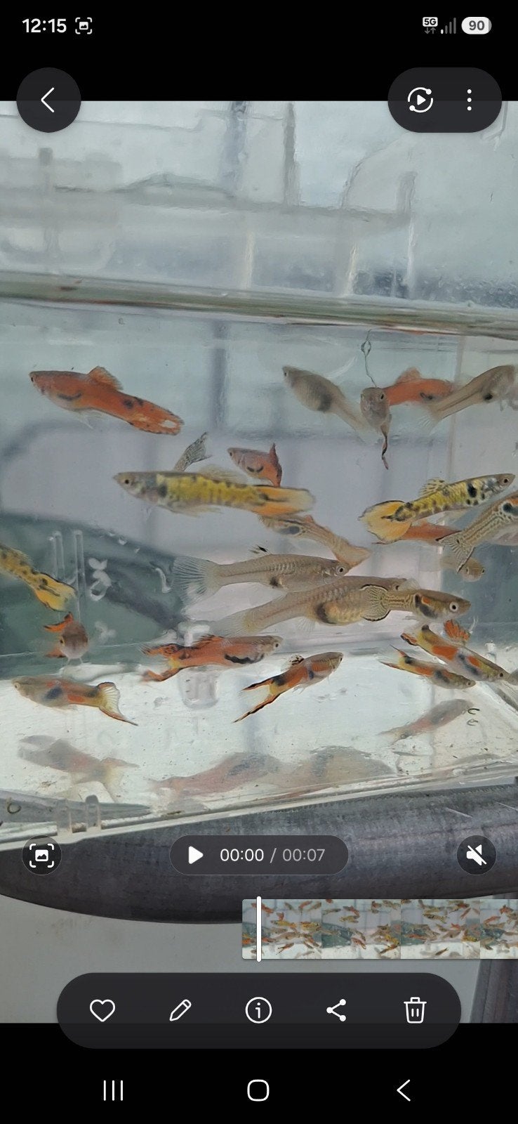 endler mix, Vis, Zoetwatervis, Schoolvis