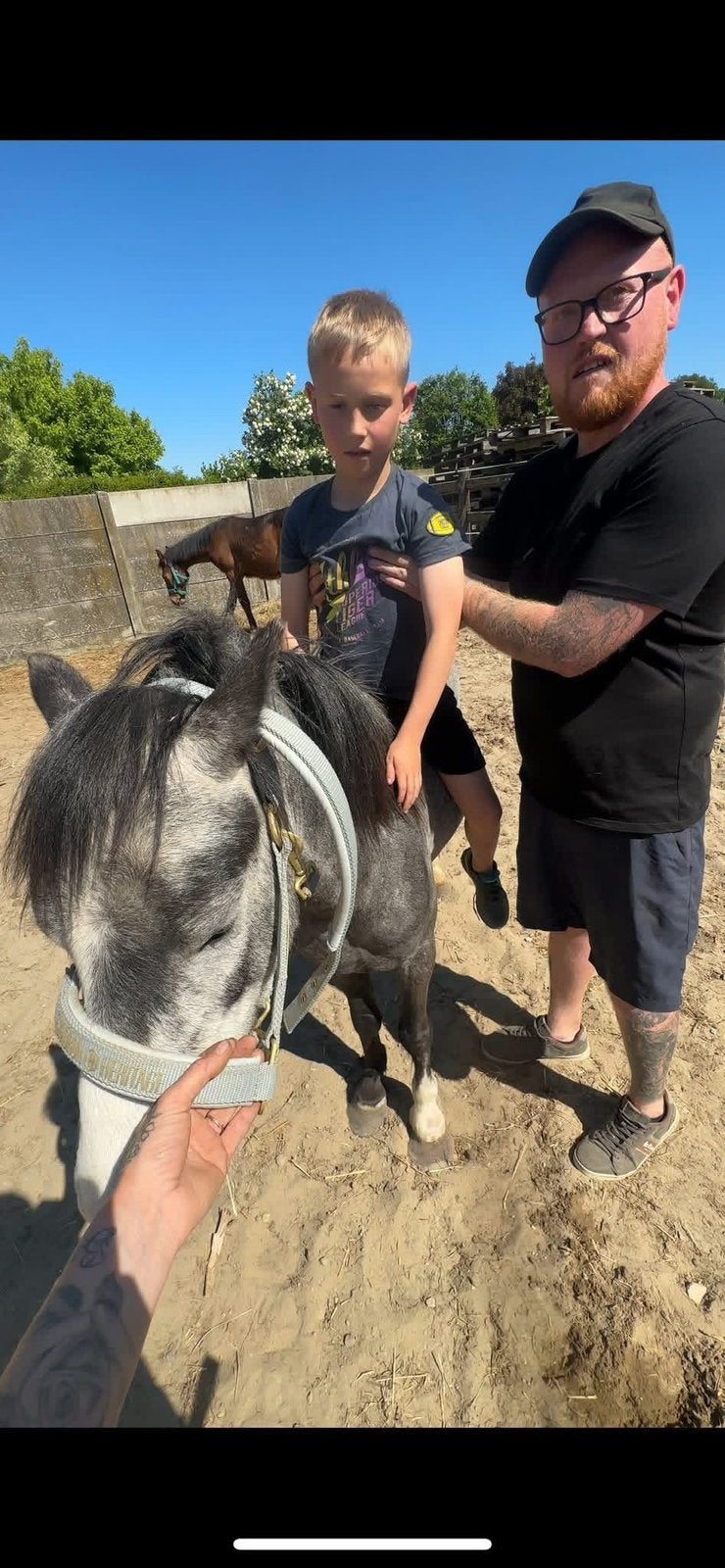 Superlieve kinderpony, Dieren en Toebehoren, Ruin, 7 tot 10 jaar, B pony (1.17m tot 1.27m), Onbeleerd