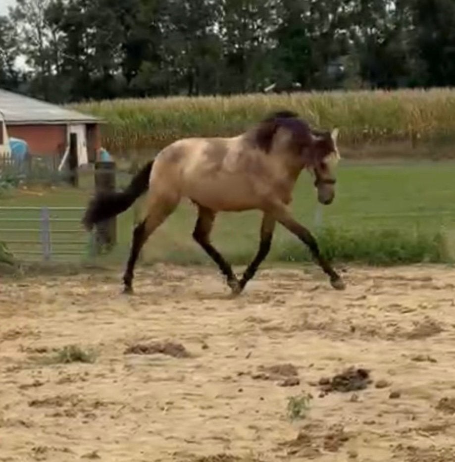 Knappe valk PRE, Met stamboom, Dressuurpaard, 0 tot 2 jaar, Hengst