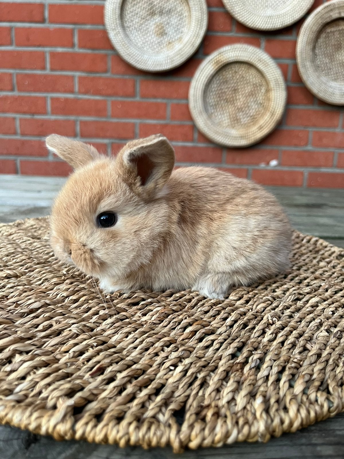 Minilop x nhd voedstertje, Femelle, Petit, Oreilles tombantes, 0 à 2 ans