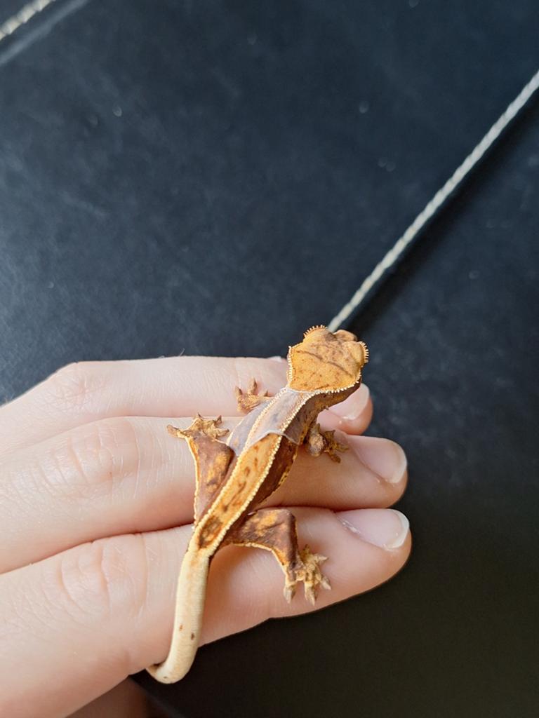 Wimpergekko, Bijoux, Sacs & Beauté, Broches, Enlèvement