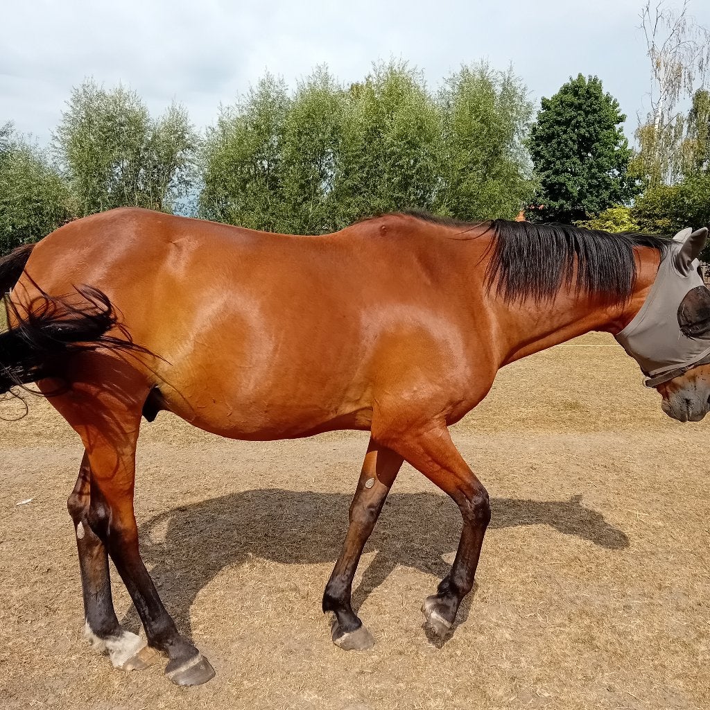 Prachtige bruine ruin, B, 165 à 170 cm, Cheval de récréation, 7 à 10 ans