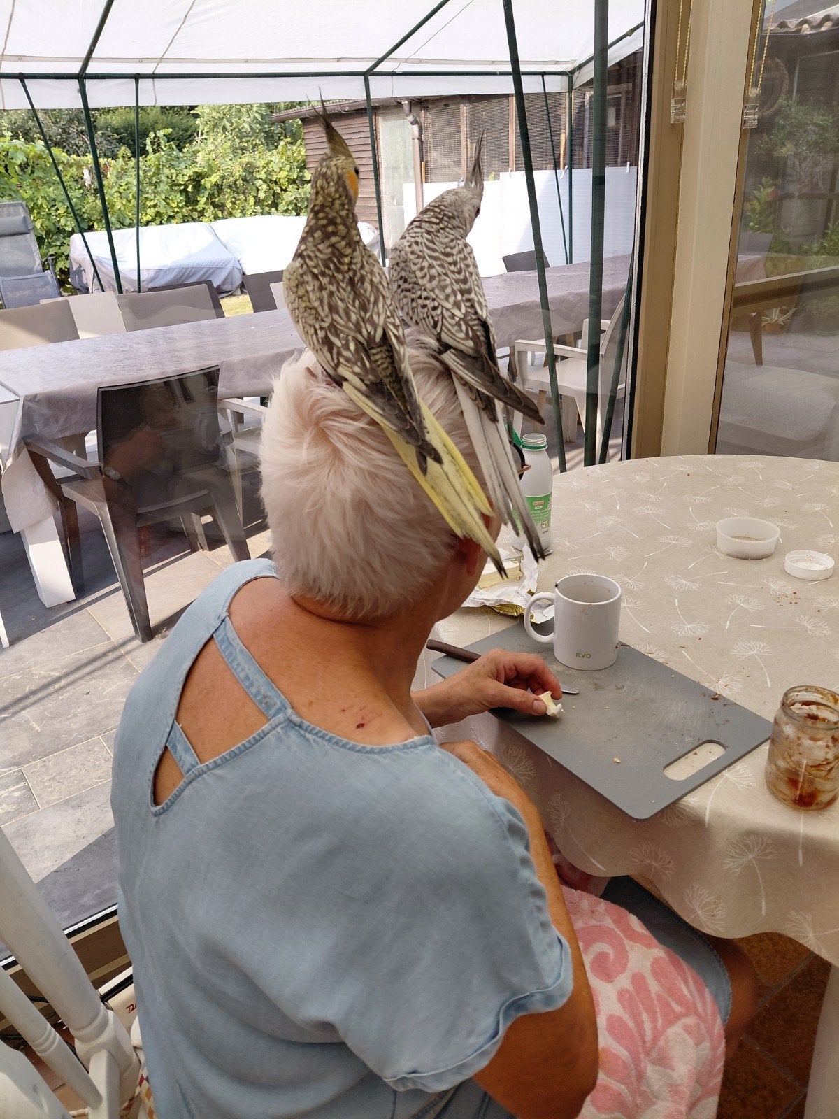 tamme valkparkieten, Dieren en Toebehoren, Tam