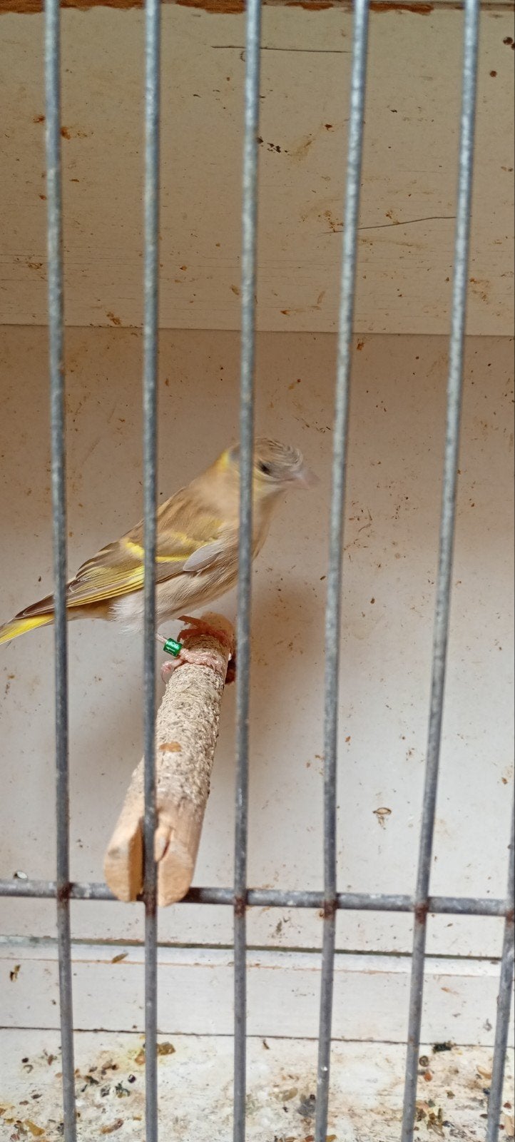koppel sijzen verwant 70€ correct geringd 2026, Dieren en Toebehoren