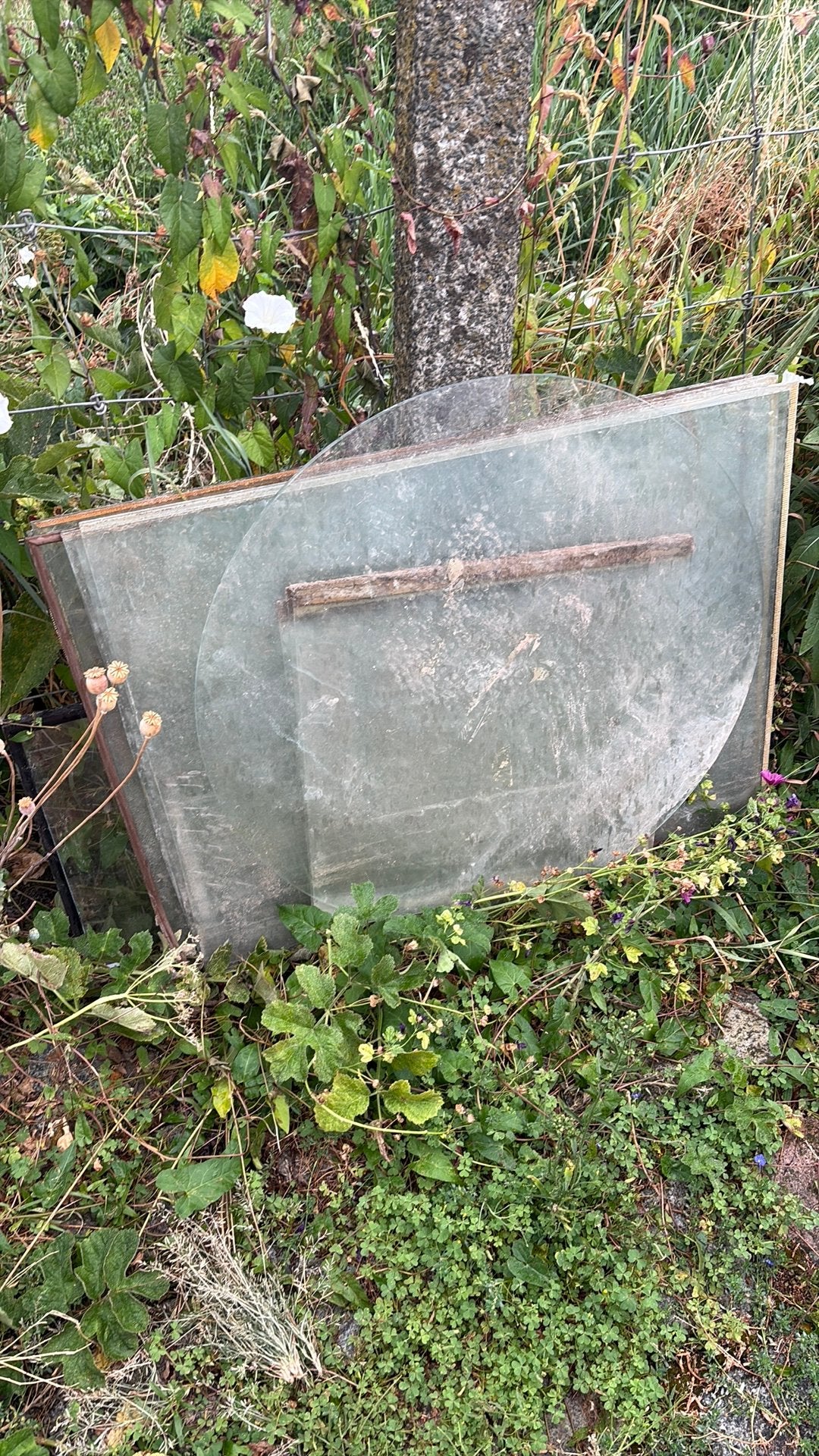 Veel stuks glas gratis -, Doe-het-zelf en Bouw, Glas en Ramen, Ophalen, Gebruikt, Minder dan 80 cm, 80 tot 120 cm