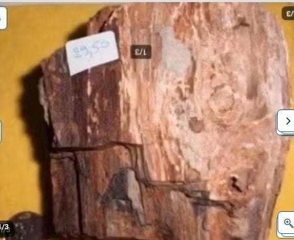 prachtige ruwe brok VERSTEEND HOUT, Verzamelen, Mineralen en Fossielen, Ophalen of Verzenden