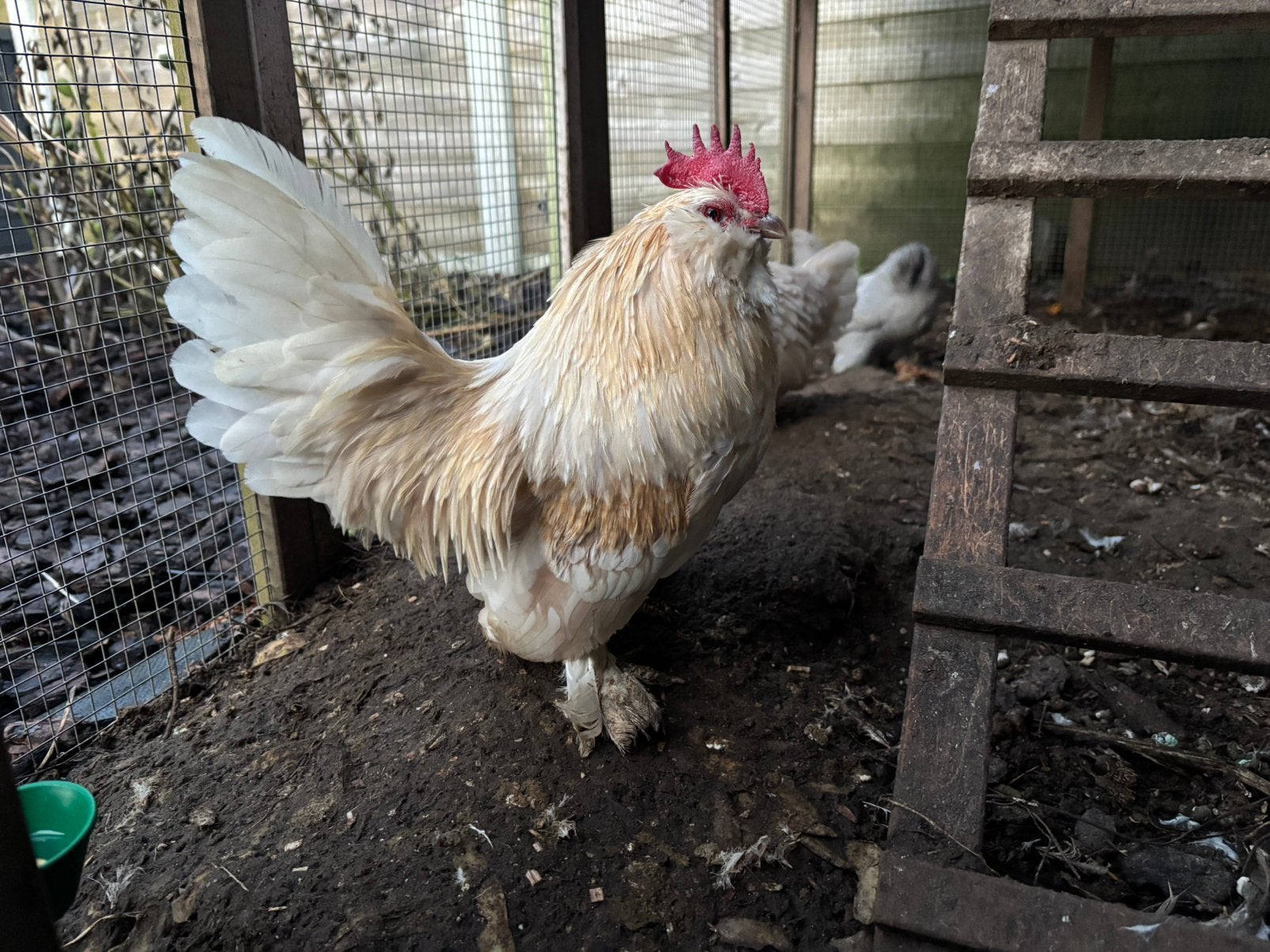 Ukkelse Baardkrielen trio, Dieren en Toebehoren, Pluimvee, Meerdere dieren, Kip