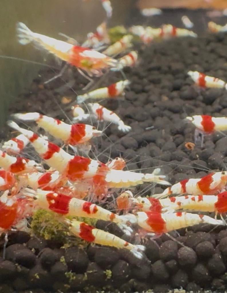 Caridina Red Crystal — crevettes de haute qualité, Homard, Crabe ou Crevette, Poisson d'eau douce