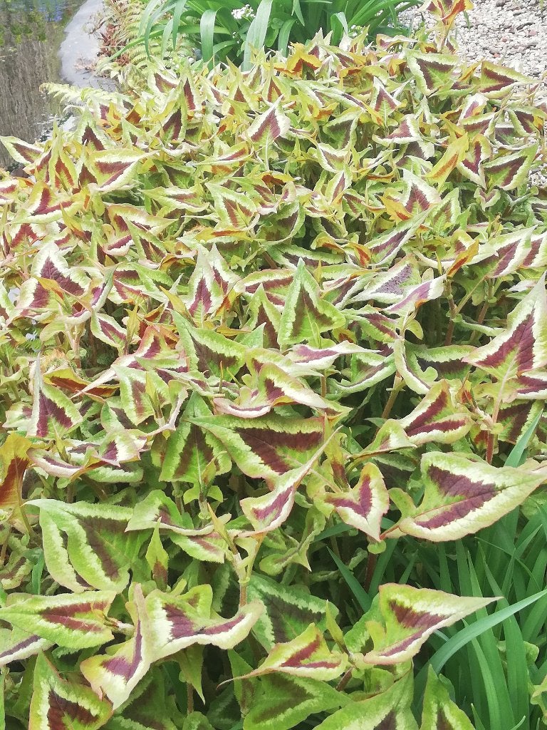 Persicaria Microcephala 'Dragon rouge', Autres espèces, Printemps, Enlèvement, Plante fixe