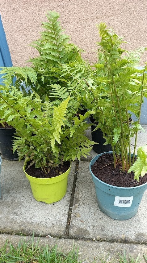tuinvarens dryopteris, Tuin en Terras, Ophalen, Varens