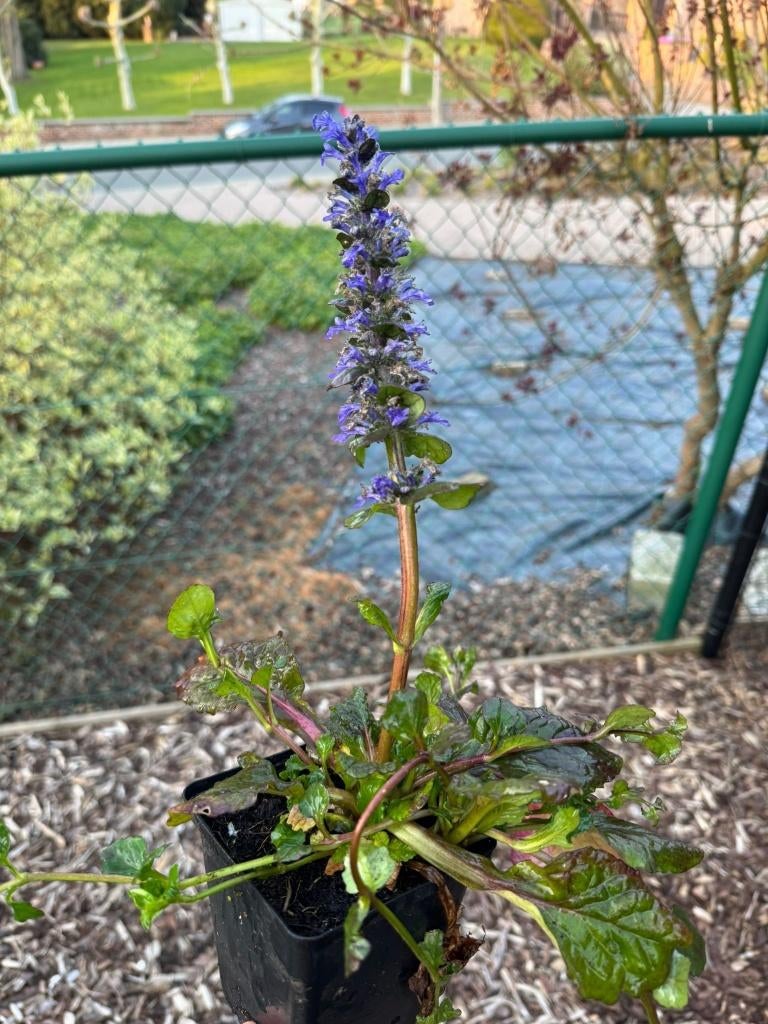 Kruipend zenegroen - Ajuga reptans 'Catlin's Giant', Ophalen, Bodembedekkers, Vaste plant, Volledige schaduw