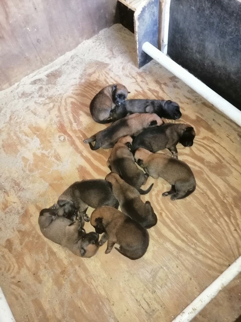 mechelse herder pups, België, Particulier, CDV (hondenziekte), 8 tot 15 weken