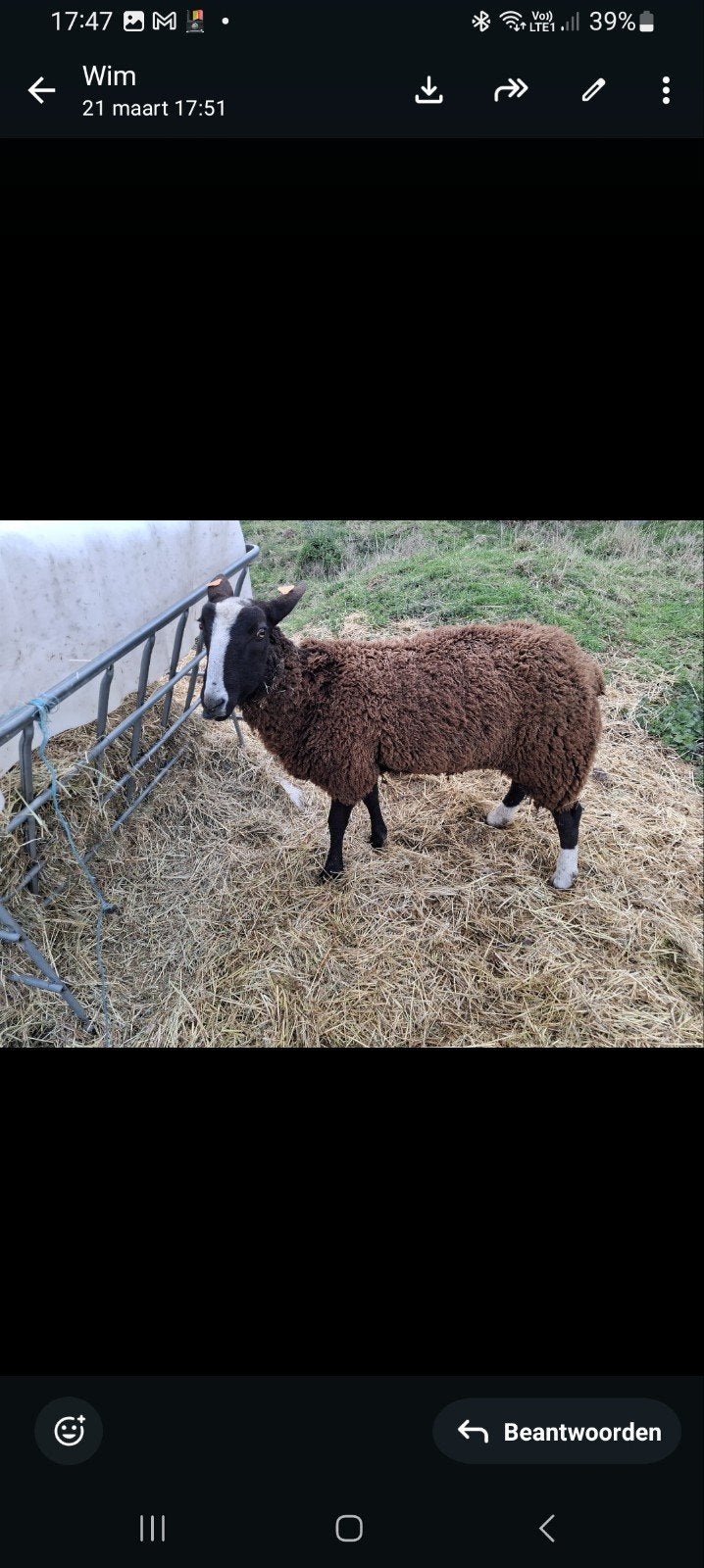Blesram noir, Animaux & Accessoires, Moutons, Chèvres & Cochons
