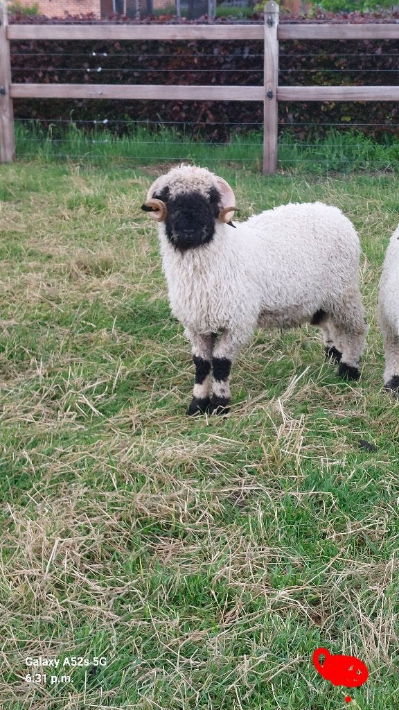 Béliers a vendre, Animaux & Accessoires, Moutons, Chèvres & Cochons, Mâle, Mouton, 0 à 2 ans