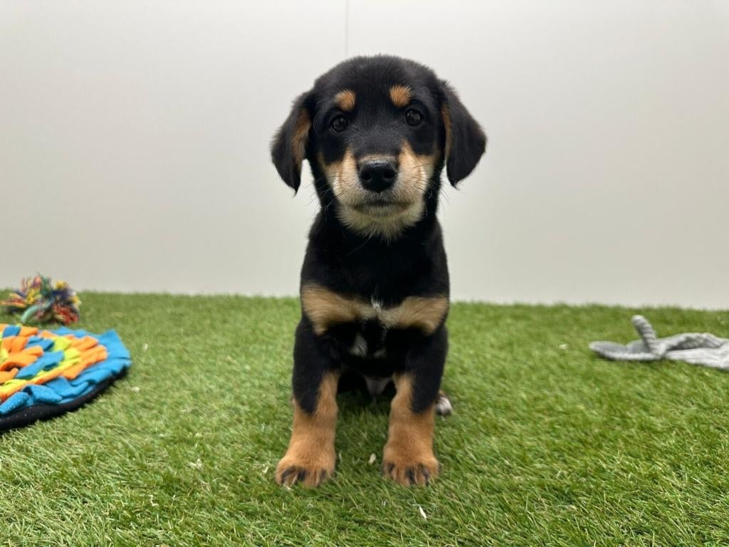 Kruising Teckel x Shiba Inu pups, België, 8 tot 15 weken, Parvo, Meerdere