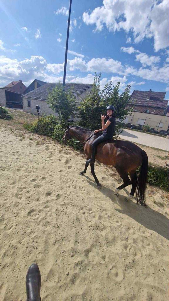 Verzorgpaard gezocht, Animaux & Accessoires, Chevaux