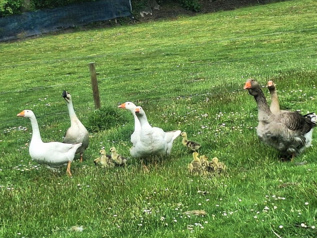 Ganzen kuikentjes!, Dieren en Toebehoren