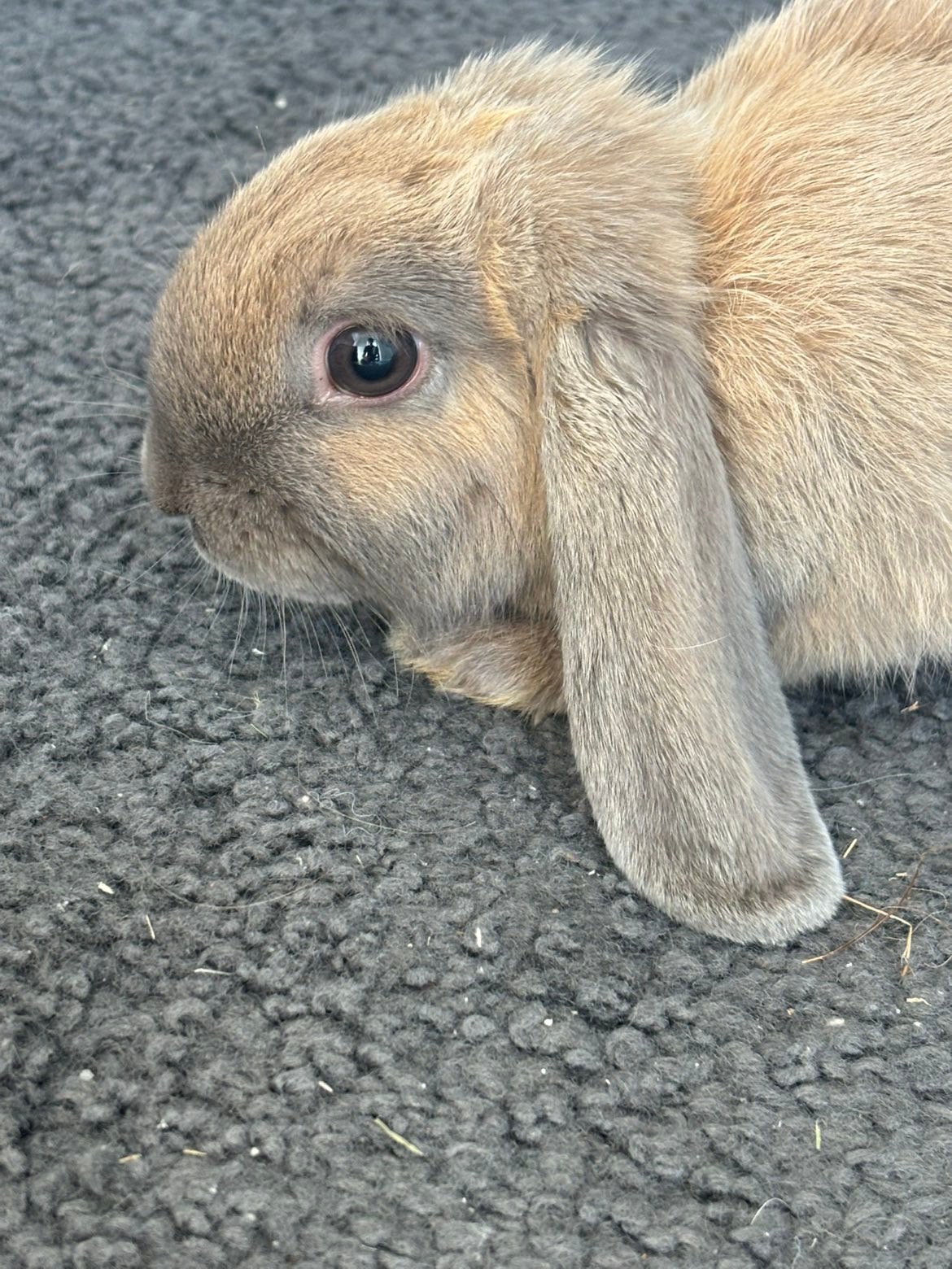 grijs/bruin dwergkonijntje zoekt dringend nieuw huisje, Dieren en Toebehoren, Vrouwelijk, Klein, Hangoor, 0 tot 2 jaar