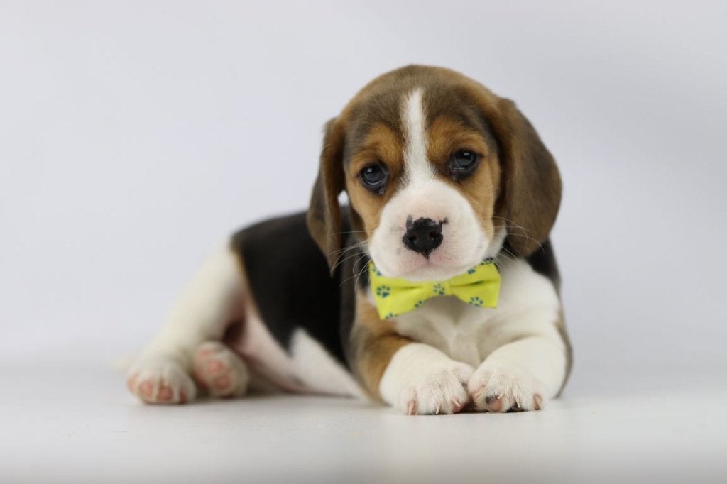 Beagle pups, gecontroleerde ouders, Parvo, België, Beagle, 8 tot 15 weken