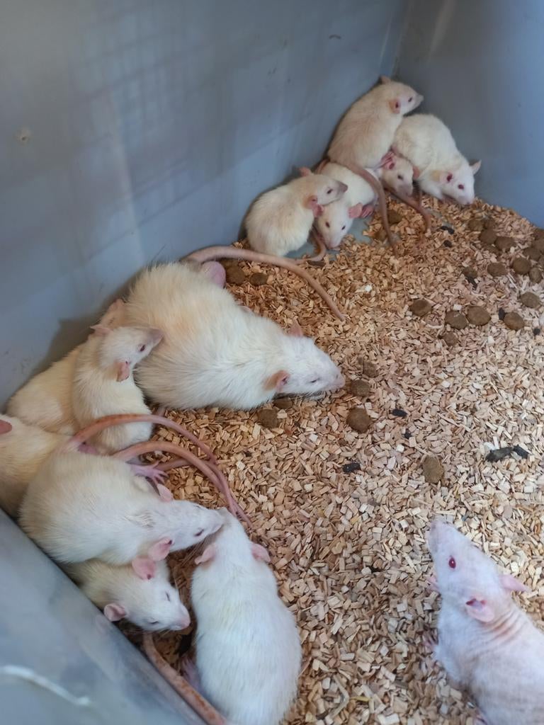 Ratten met bak