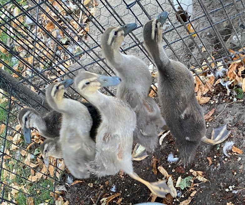 Kuikens indische loopeend, Dieren en Toebehoren, Pluimvee