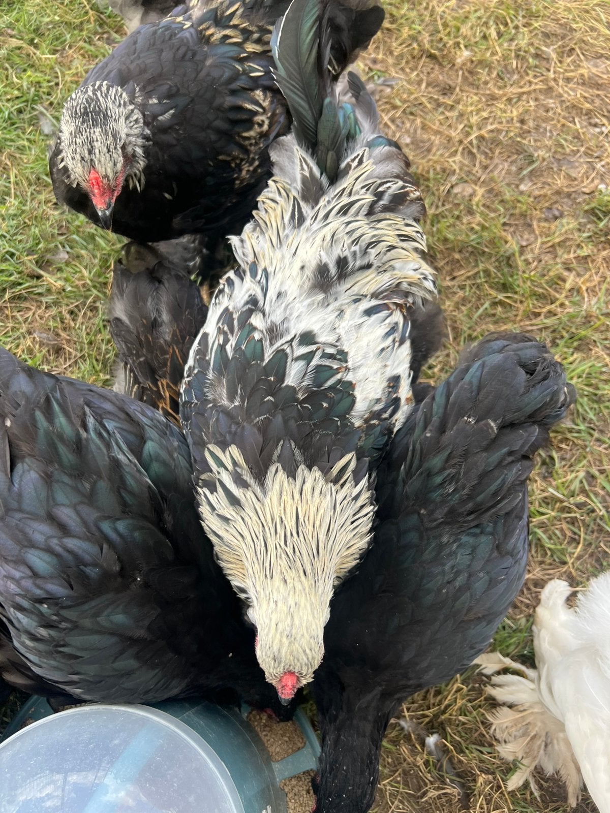 Jonge brahma haantjes verschillende kleurslagen, Mâle, Poule ou poulet
