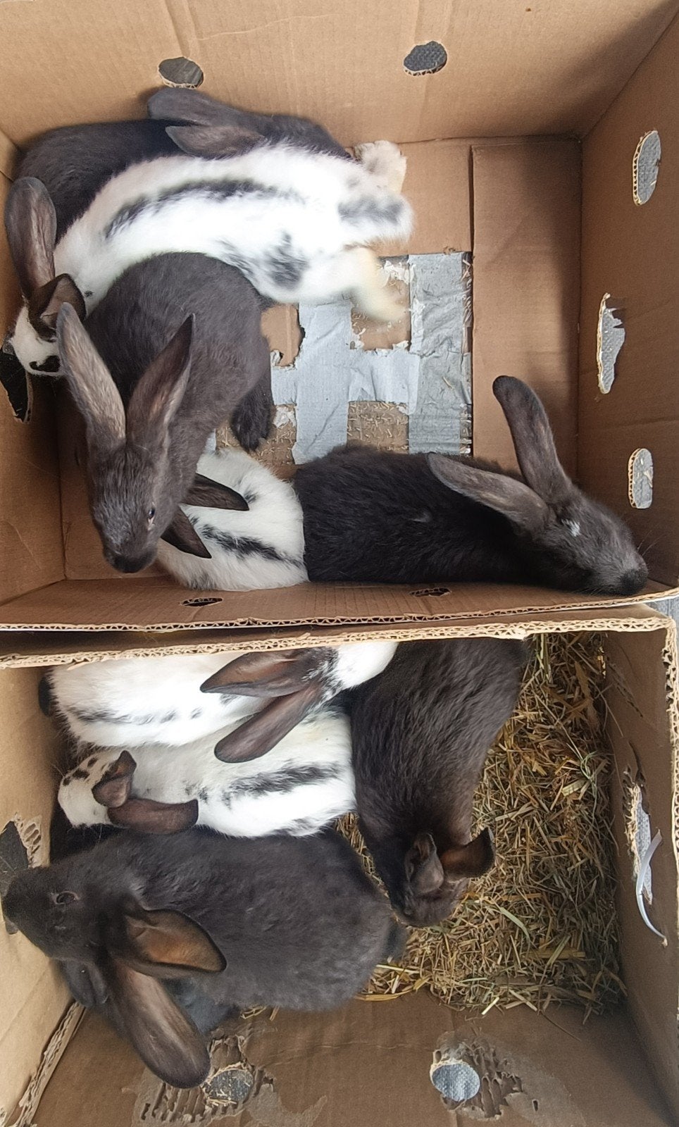 Blauw van Sint X hybride zeer vruchtbaar, Dieren en Toebehoren, Konijnen, Meerdere dieren, Groot, 0 tot 2 jaar