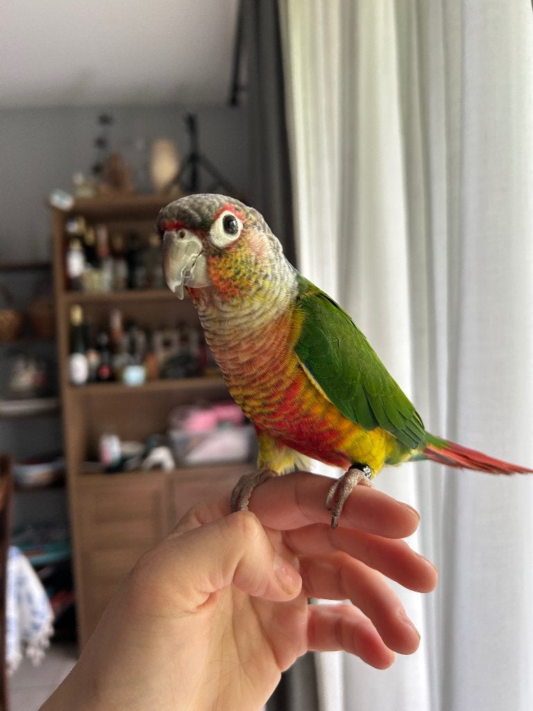 2 belles pyrrhura, Animaux & Accessoires, Oiseaux | Perruches & Perroquets, Perruche, Domestique, Bagué
