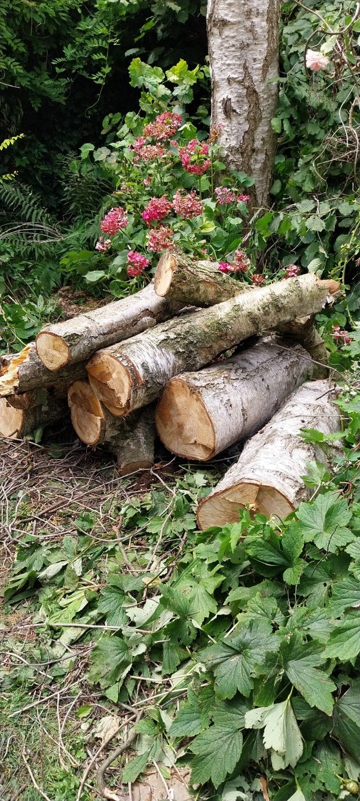Bois gratuit, Jardin & Terrasse, Bois de chauffage, Enlèvement, Bûches
