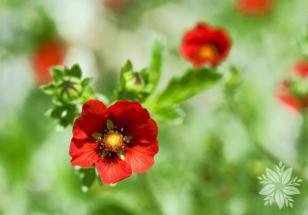 Potentilla fruticosa "marian red robin" (struikganzerik), Jardin & Terrasse, Plantes | Arbustes & Haies, Enlèvement, Autres espèces