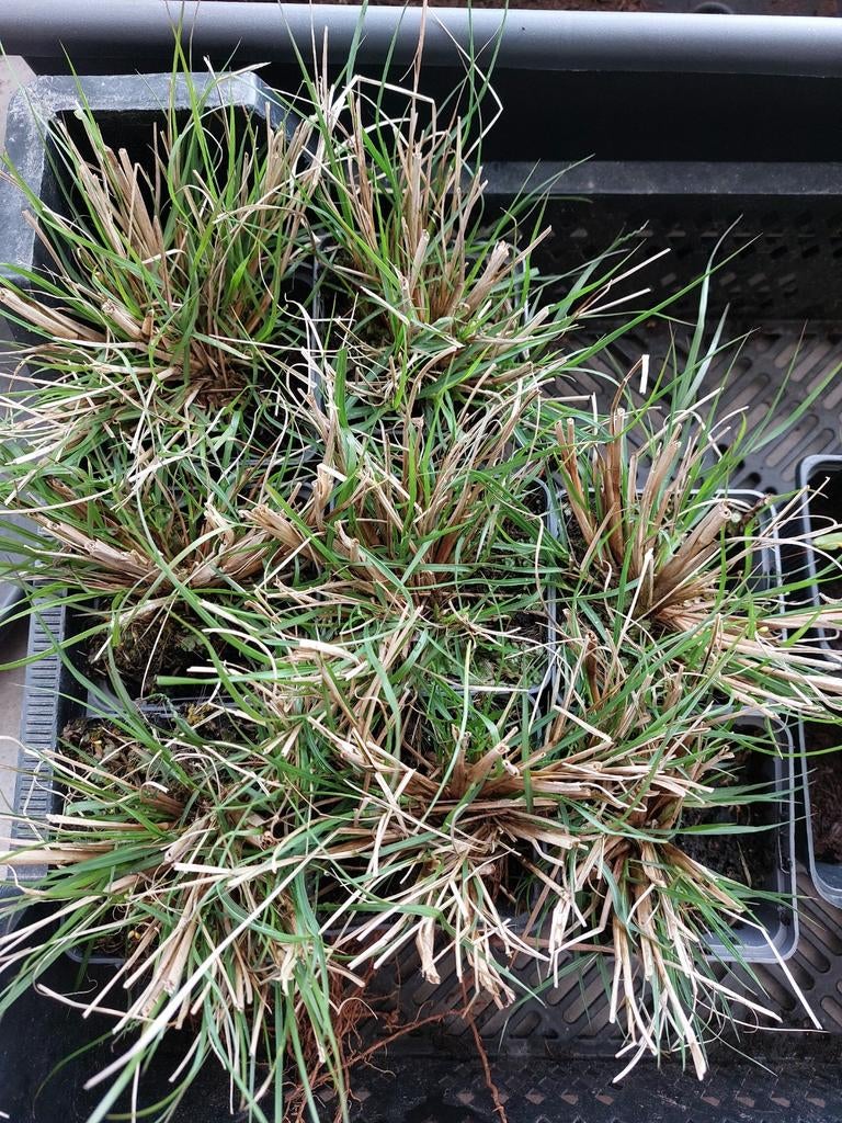 Siergrassen lampenpoetsersgras, Tuin en Terras, Planten | Tuinplanten, Ophalen, Siergrassen