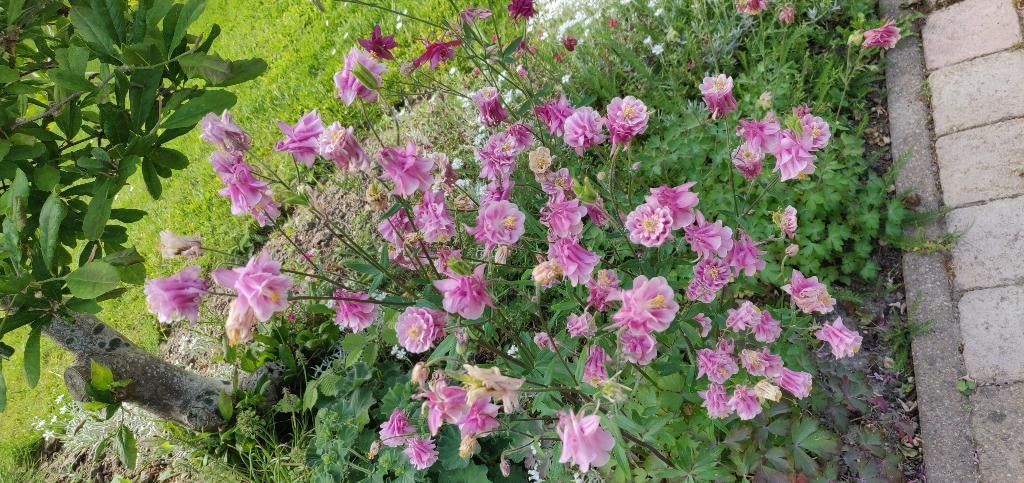 Vaste planten, Tuin en Terras, Ophalen, Overige soorten