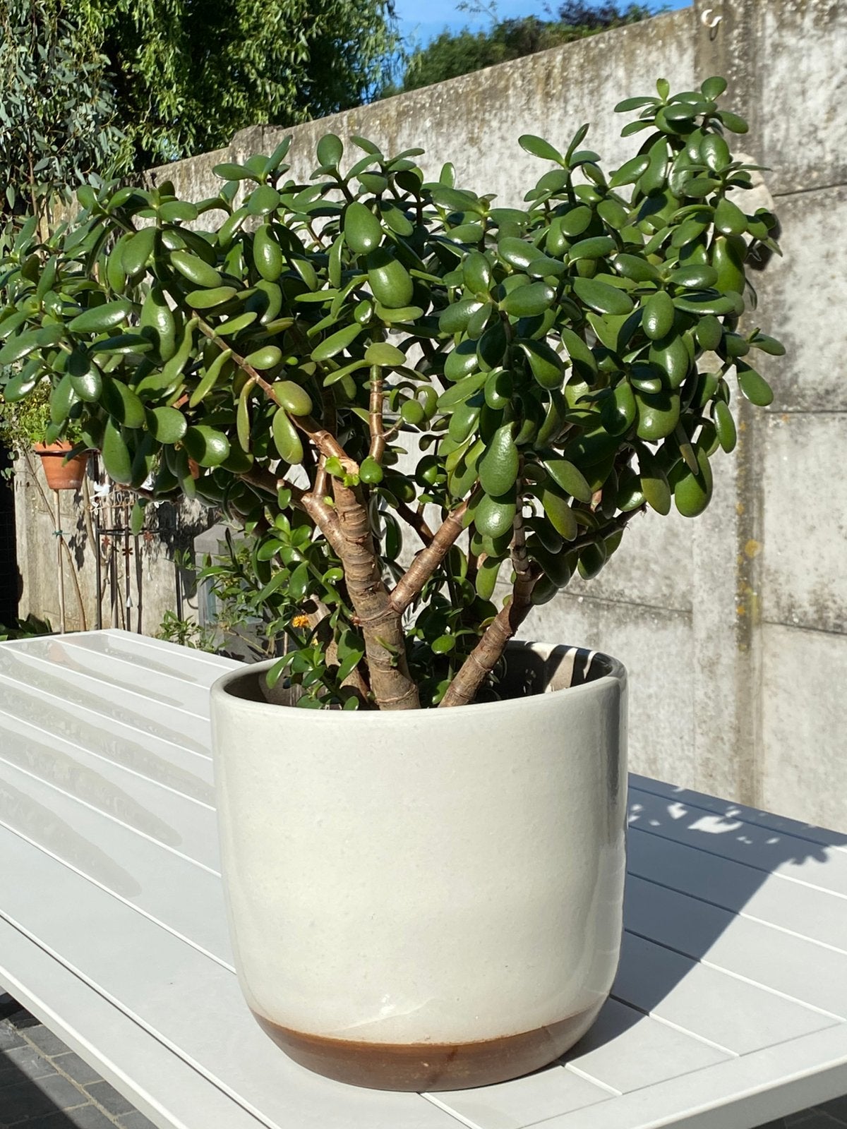 Crassula Ovata, Ophalen, Overige soorten, Minder dan 100 cm
