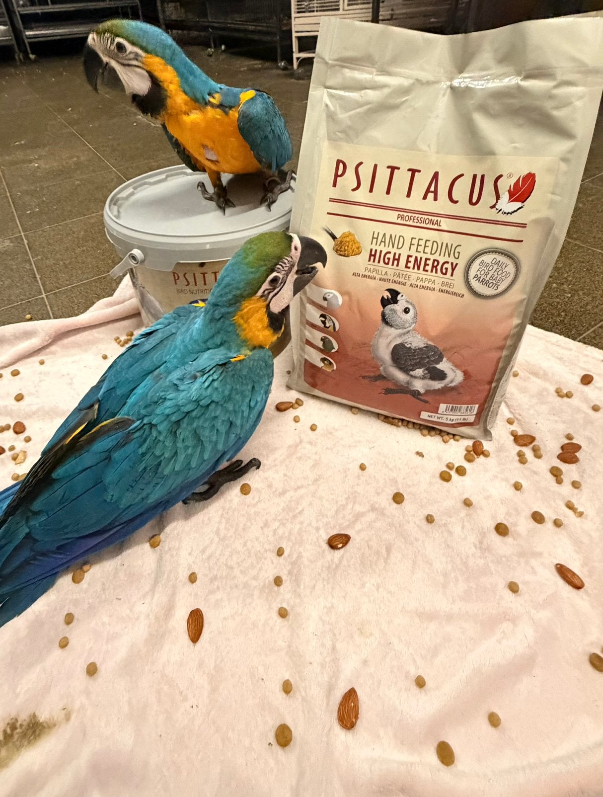 Bebe ara ararauna, Animaux & Accessoires