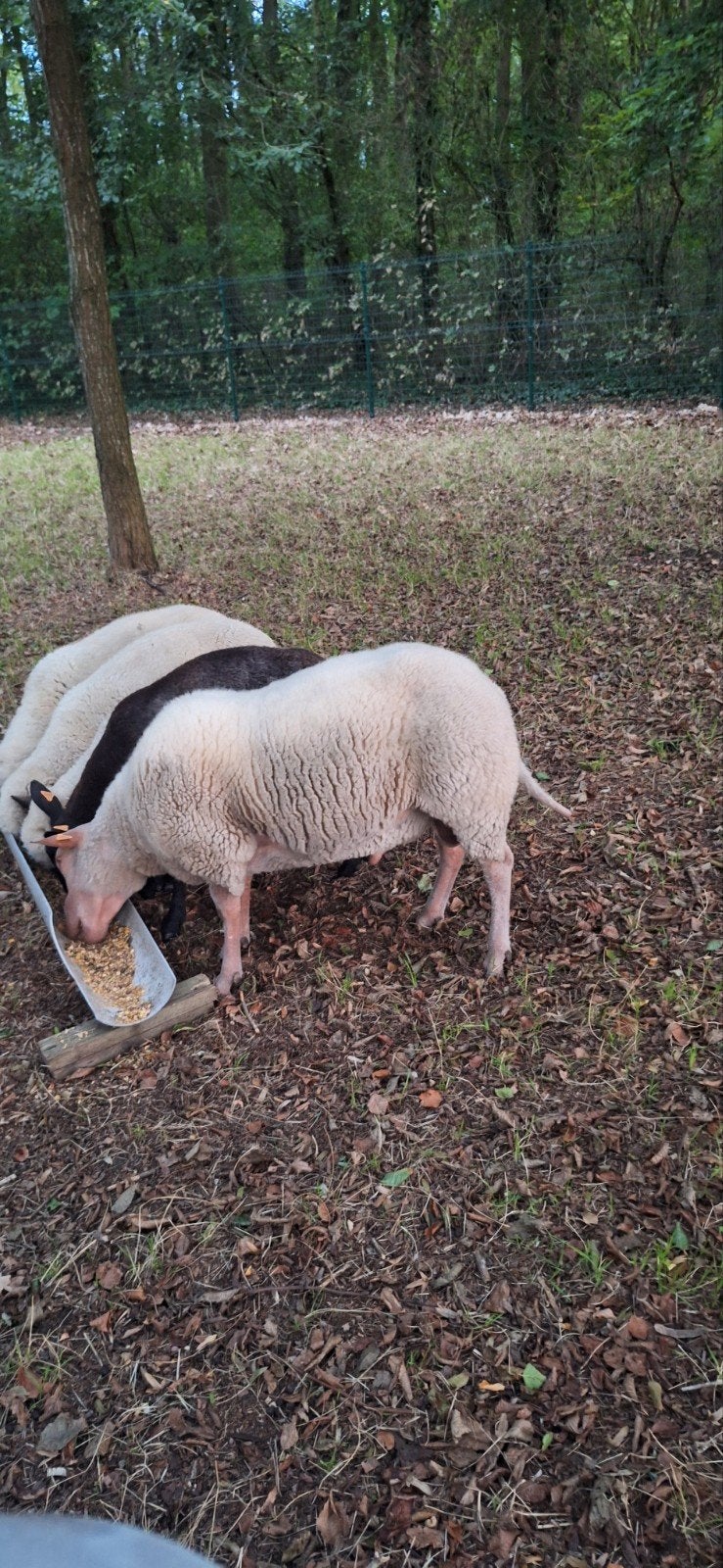 belier 1 an, Dieren en Toebehoren, Mannelijk, Schaap, 0 tot 2 jaar