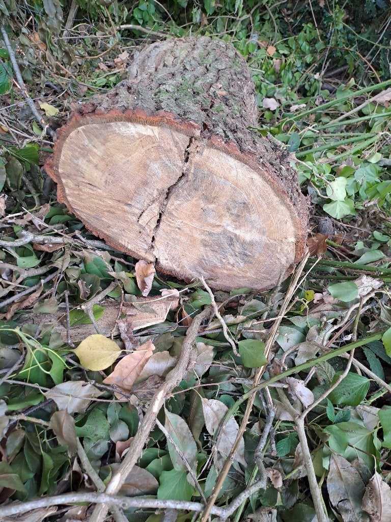 Brandhout Eik, 6 m³ of meer, Ophalen of Verzenden, Eikenhout, Stammen