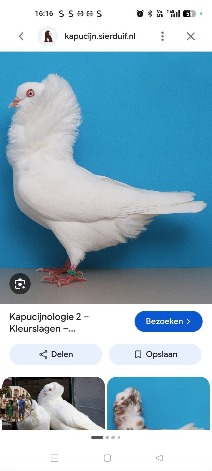 catarinaduifjes