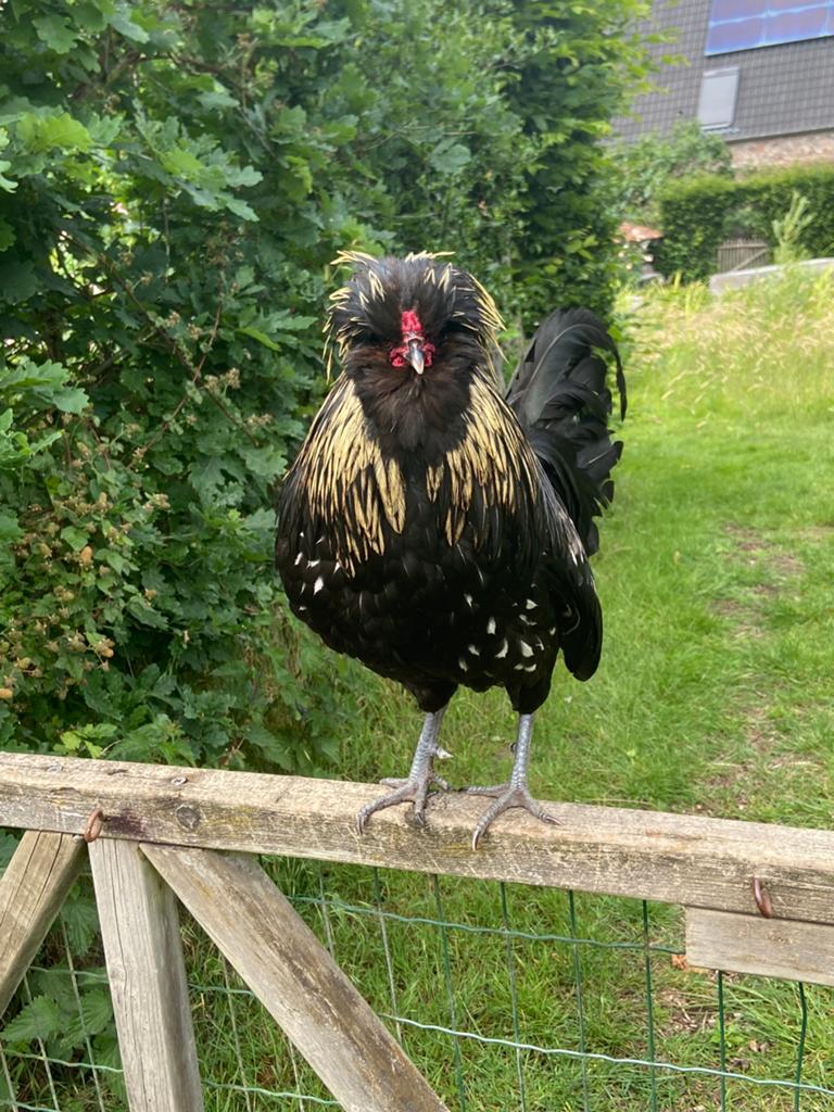 Padua kriel broedeieren, Dieren en Toebehoren, Pluimvee, Meerdere dieren, Kip