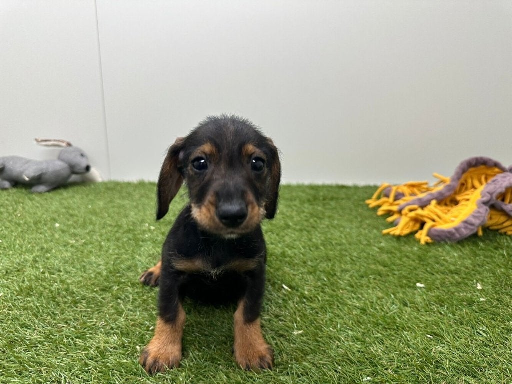Ruwharige Dwergteckel pups, Dieren en Toebehoren, Parvo, België, 8 tot 15 weken, Dwerg