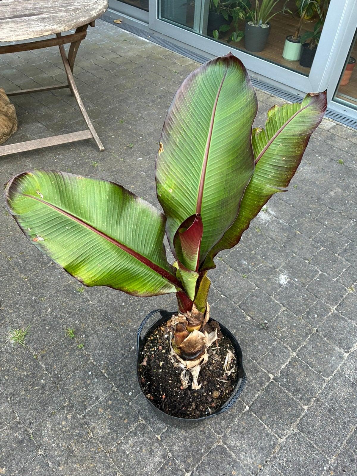 Ensete Maurelli, Ophalen, Volle zon, Vaste plant, Zomer