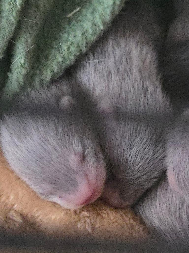 Nog 1 midi fretten pupje(moertje) te reserveren. 3 weken oud, Fret, April, Vrouwelijk, Tam