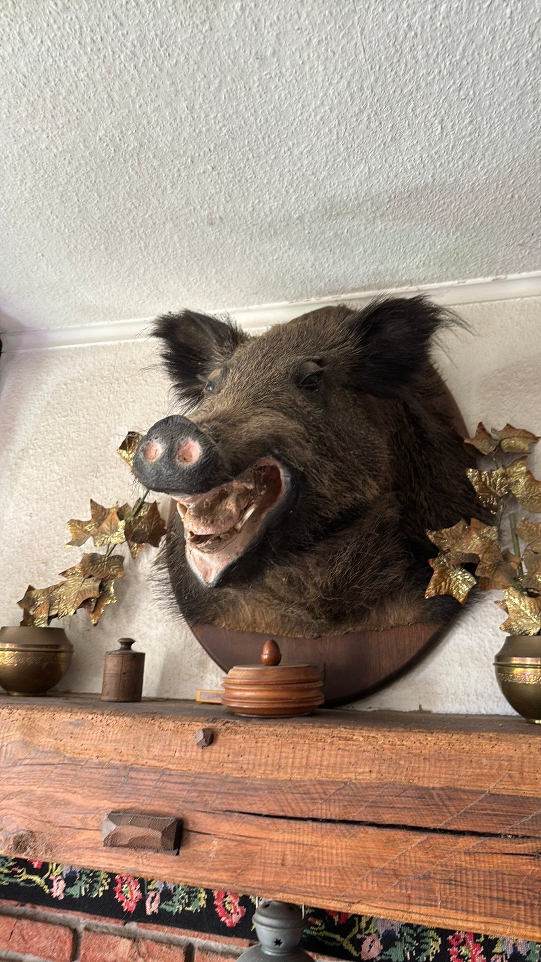 Trophée de chasse - Sanglier (laie), Collections, Collections Animaux, Enlèvement, Comme neuf
