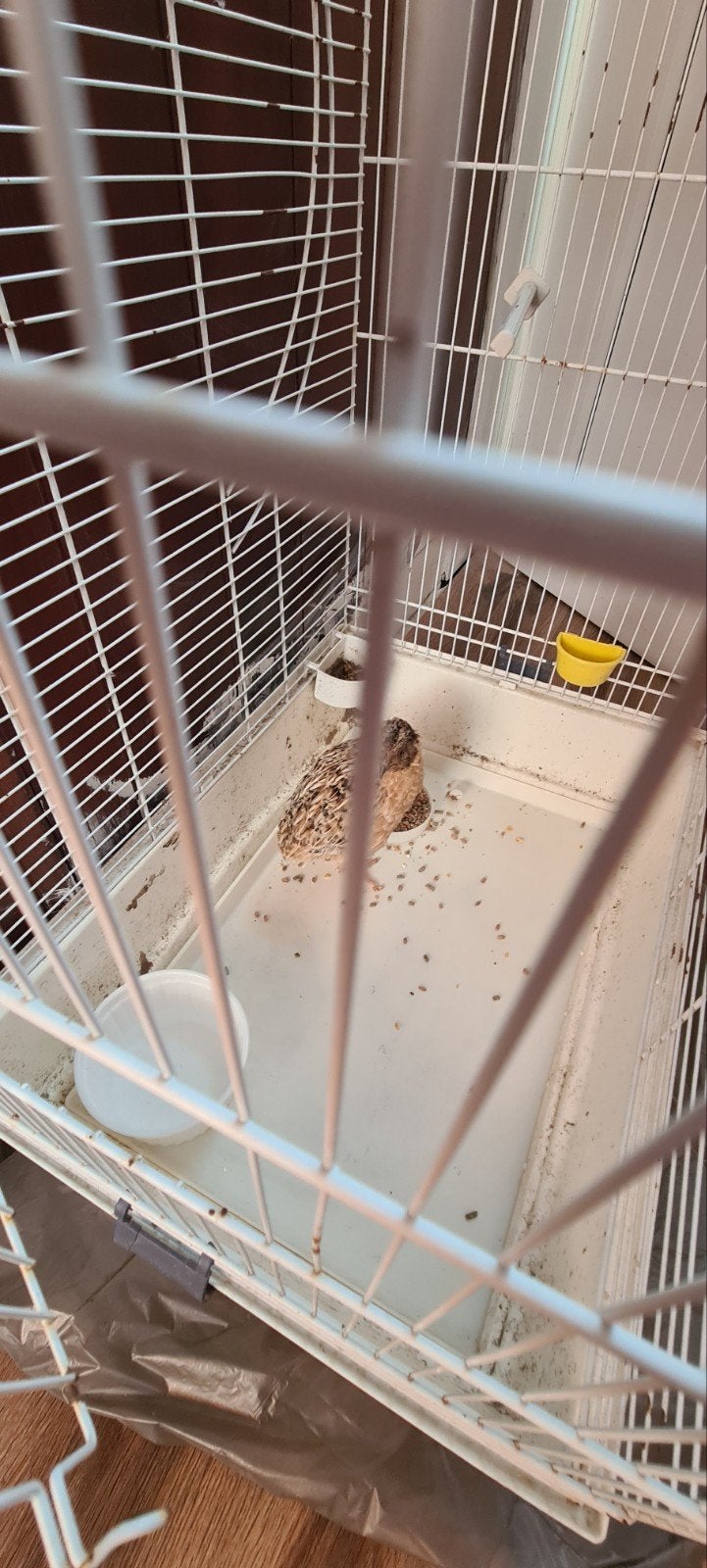 kwartel mannelijke, Dieren en Toebehoren, Ophalen