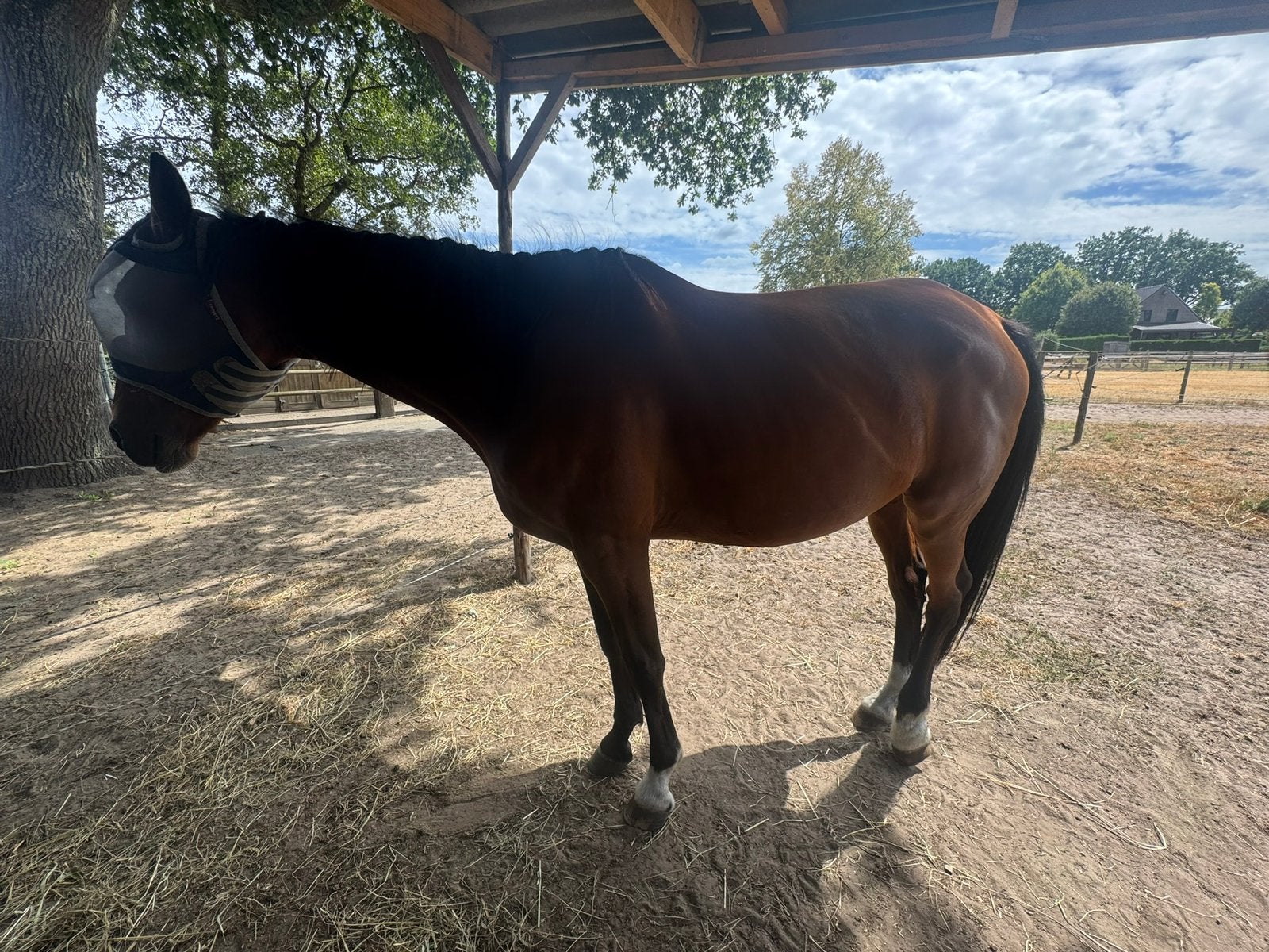 Paarden, Dieren en Toebehoren, Paarden, Merrie, M
