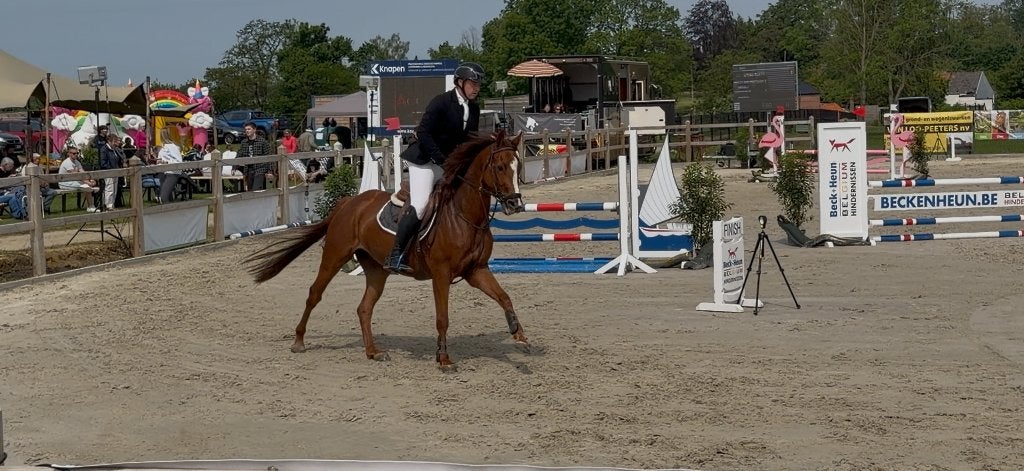 4j springpaard/damespaard, Animaux & Accessoires, Chevaux, Avec pedigree, Débourré, Moins de 160 cm, Cheval de saut