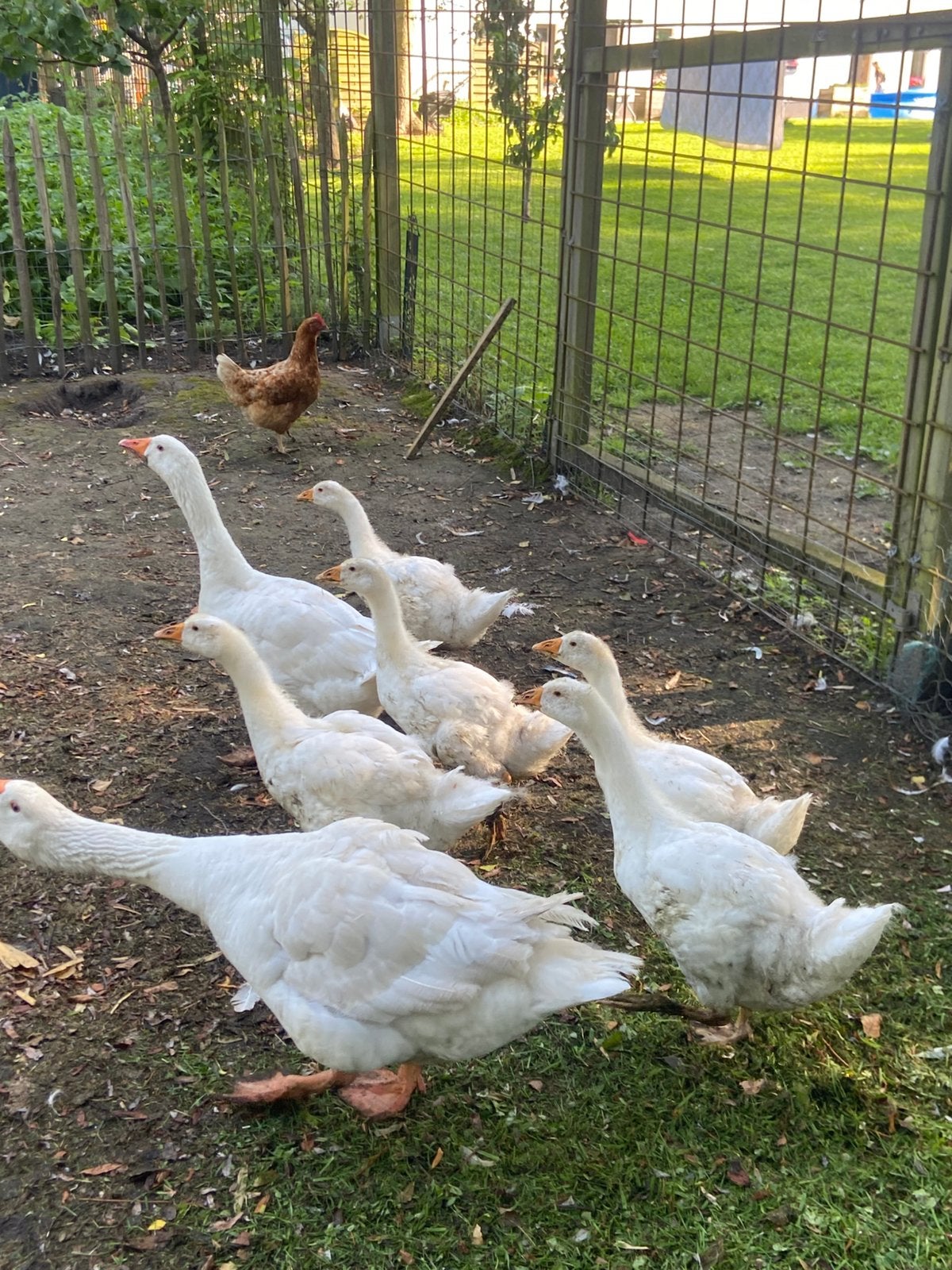 Witte gans, Dieren en Toebehoren, Pluimvee, Meerdere dieren, Gans of Zwaan